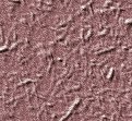 xm008498.gif