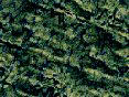 xm008409.gif