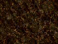 xm008386.gif