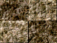 xm009146.gif