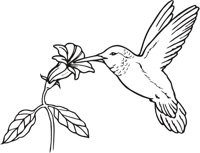 HUM_BIRD.CMX