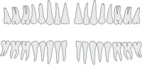 TEETHPRO.CMX