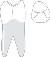 PREMOLAR.CMX