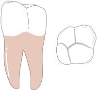 MOLAR.CMX