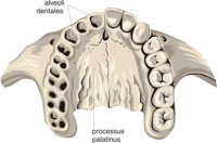 MAXILLAE.CMX