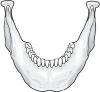 MANDIBLE.CMX