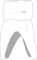DENTL051.CMX