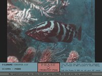GROUPER.GIF