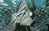 LIFISH.GIF