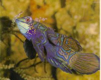 MANDARIN.GIF