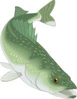 WALLEYE.CMX