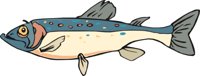 TROUT.CMX