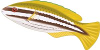 STRIPEDP.CMX