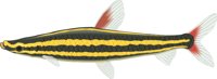 STRIPED.CMX