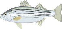 STRIBASS.CMX