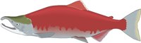 SOCKEYE.CMX