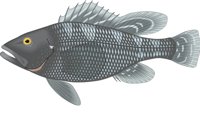 SEABASS.CMX