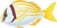 PORKFISH.CMX