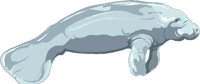 MANATEE3.CMX