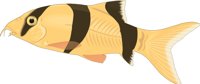 LOACH.CMX