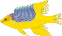 HOGFISH.CMX