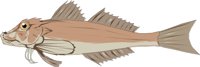 GURNARD.CMX