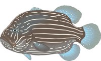 GROUPER.CMX