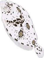 FLOUNDER.CMX