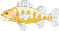 FISH.CMX