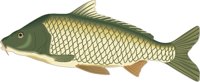 CARP.CMX