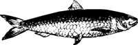 ANWL0162.CMX