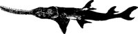 ANWL0151.CMX