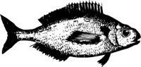 ANWL0147.CMX