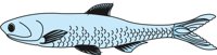 ANCHOVY.CMX