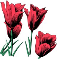 TULIPSA.CMX