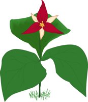 TRILLIUM.CMX