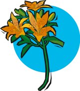 TIGRLILY.CMX