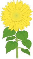 SUNFLOWR.CMX
