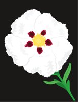 ROCKROSE.CMX