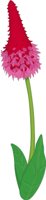 PRIMULA.CMX