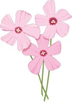 OXALIS.CMX