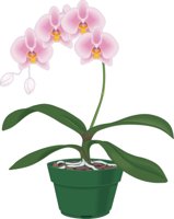 ORCHID2.CMX