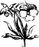 OBPL0262.CMX