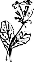 OBPL0253.CMX