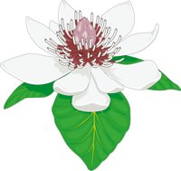MAGNOLIA.CMX
