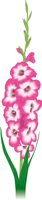 GLADIOLA.CMX