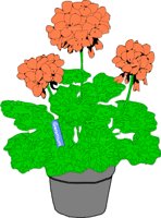 GERANUM.CMX