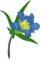 GENTIAN.CMX