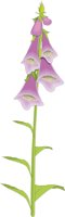 FOXGLOVE.CMX