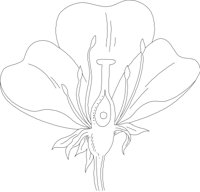 FLWRN018.CMX